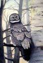 Grey Owl